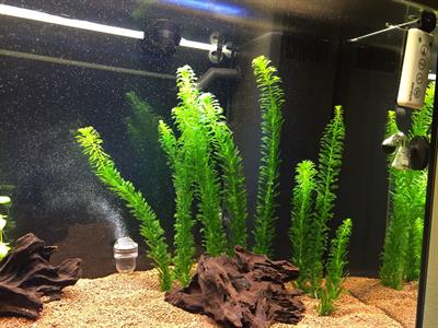 egeria densa